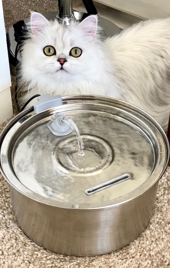 THE 5 BENEFITS OF WATER FOUNTAINS FOR YOUR PETS 💦